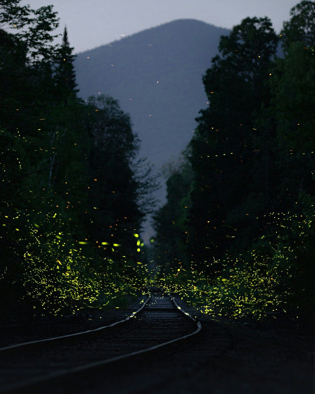 A dusky time-lapse photo of fireflies dancing around a train track in New Hampshire.